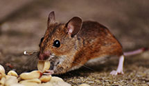 24 Hour & Emergency Exterminators in Lanesville, IL